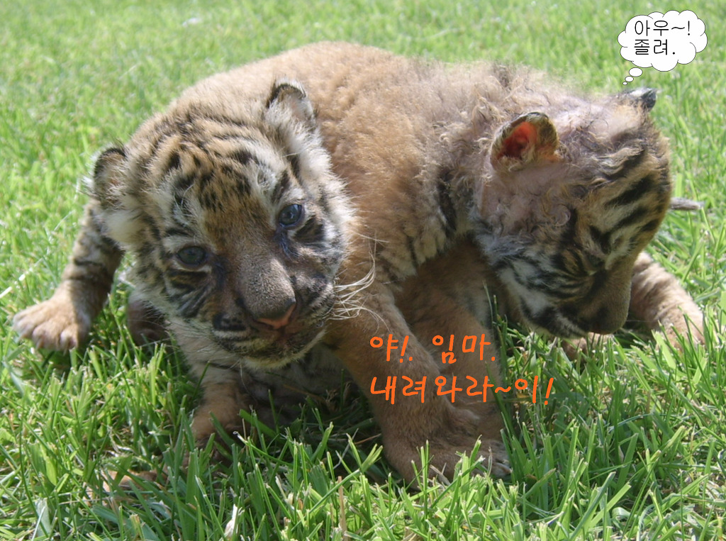 달성공원 이미지