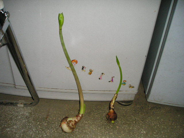 헬리오스 이미지