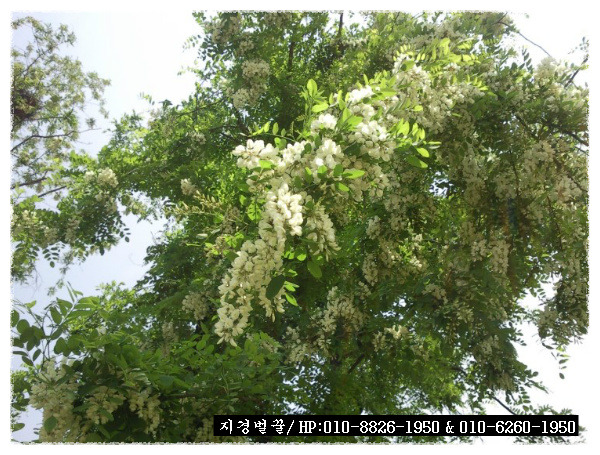 지경벌꿀 이미지