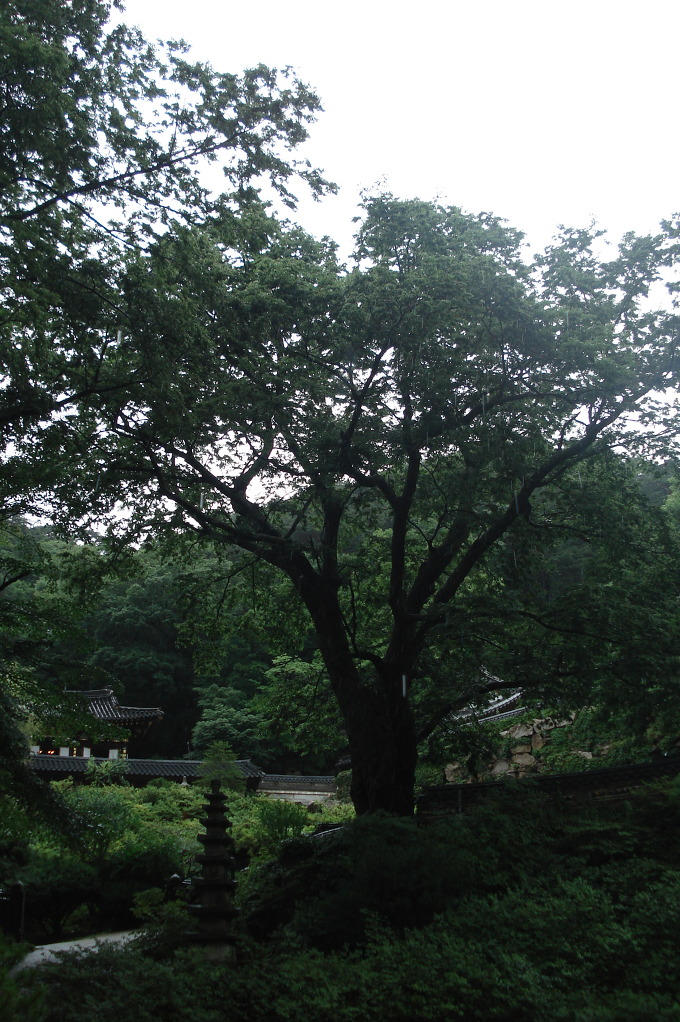 삼천배 이미지