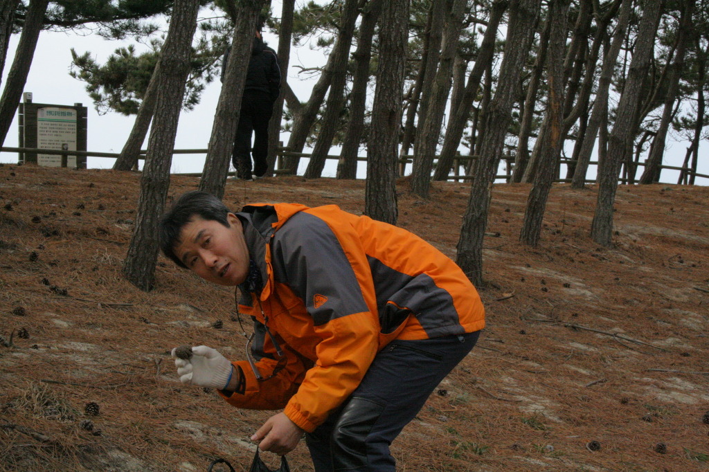 솔방울 구이 이미지