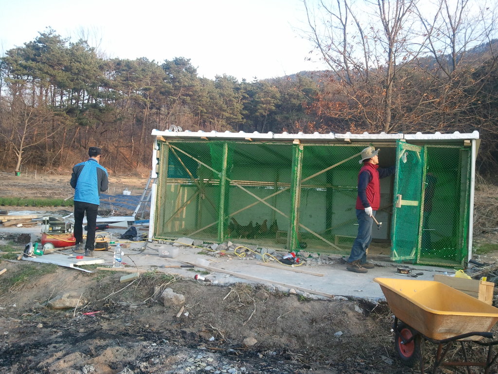 금닭 이미지