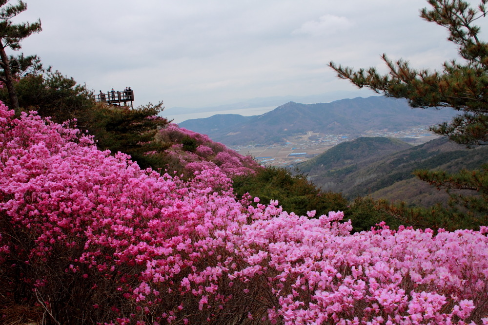 고려산 이미지