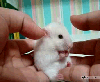 페로젠 이미지