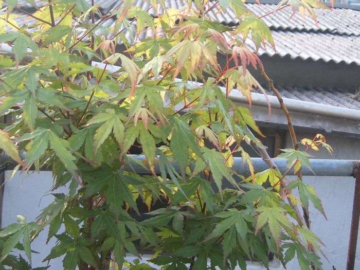 청단풍 이미지