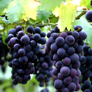 과일 이미지의 여자아이돌 | 인스티즈