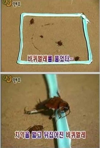 군대에 바퀴벌레가없는이유 | 인스티즈