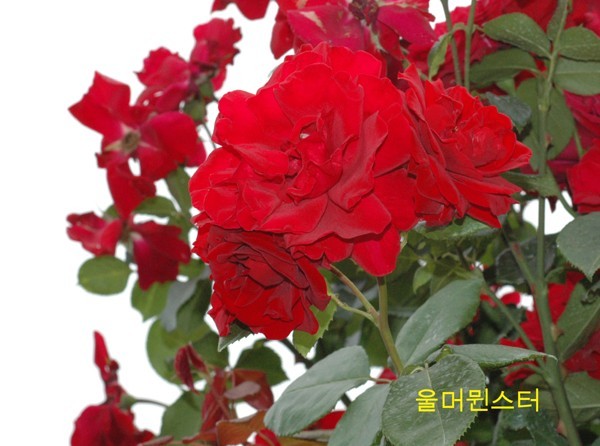 푼다리카 이미지