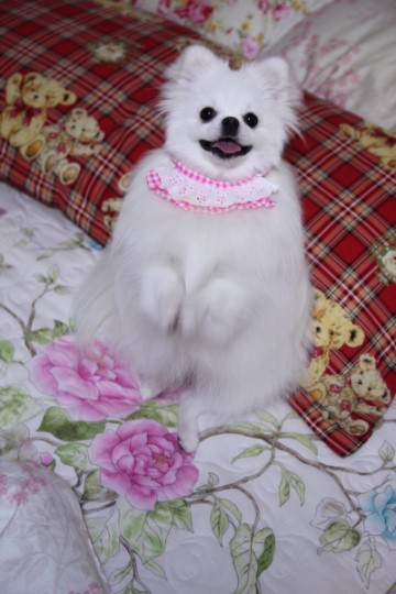 콩이네 이미지