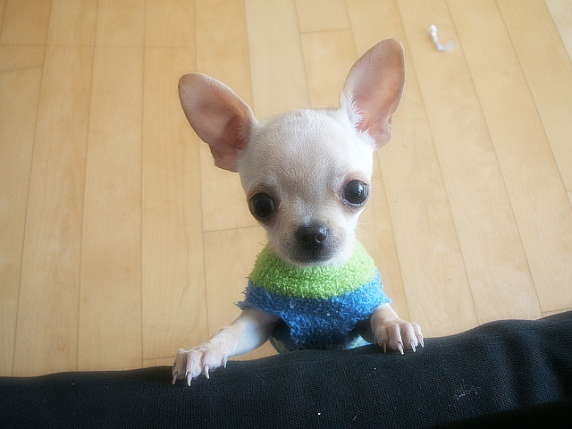 콩이 이미지