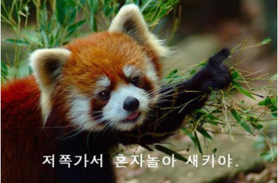 비본 이미지