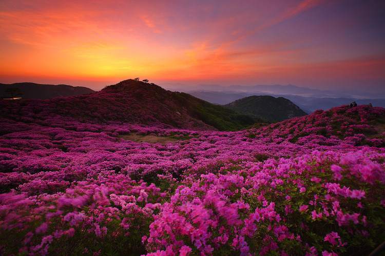 산철죽 군락지 이미지
