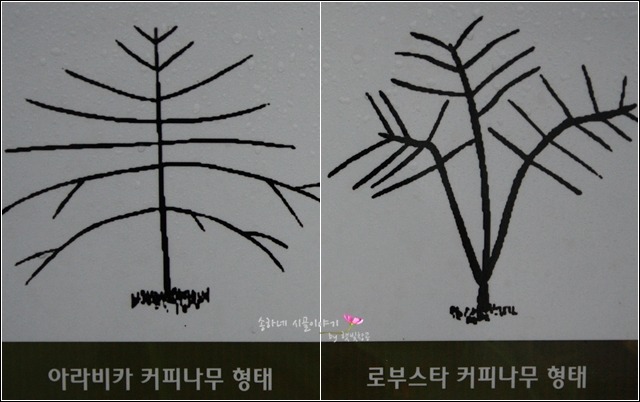 커피와나무 이미지