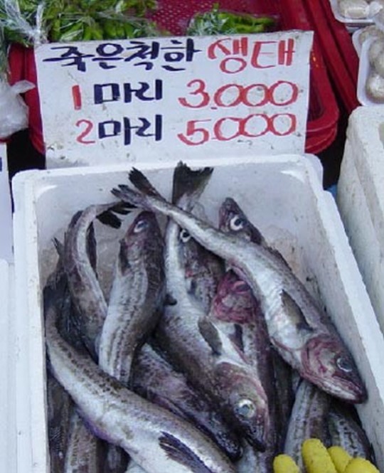 싱싱한생선 이미지
