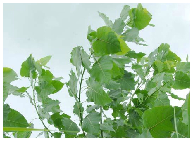포플러(poplar) 이미지