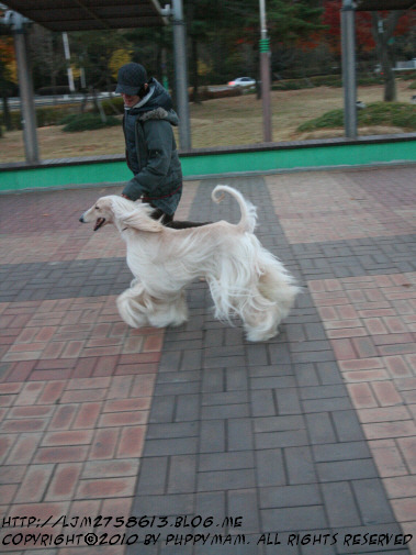 엔케이 이미지
