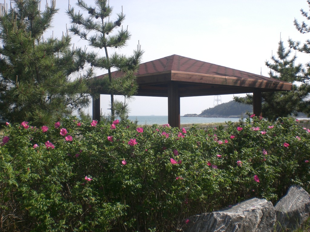 금일해당화해변 이미지