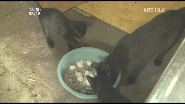 고양이 구박하는 훈할머니.JPG | 인스티즈