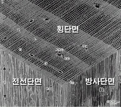 본구조 이미지