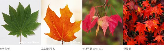 단풍이야기 이미지