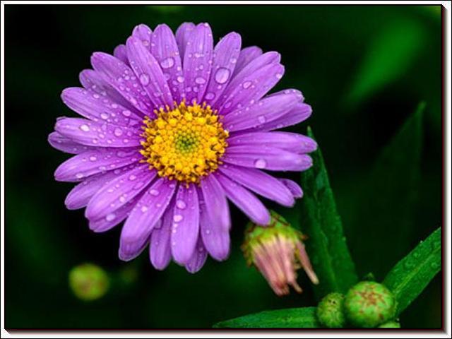 데이지(daisy) 이미지