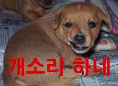 꼬끼요 이미지