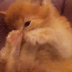 고양이 덕후들만... | 인스티즈