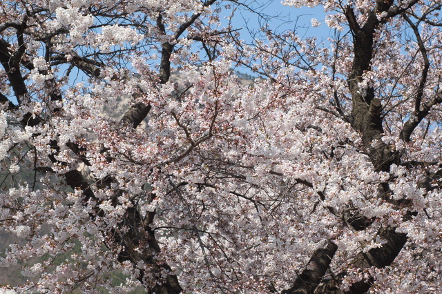 인삼한우타운 이미지