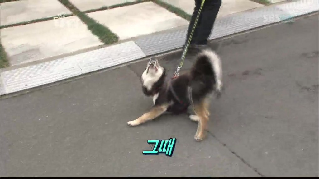 [동물농장] 목줄로 질질 끌려다니는 개.JPG | 인스티즈