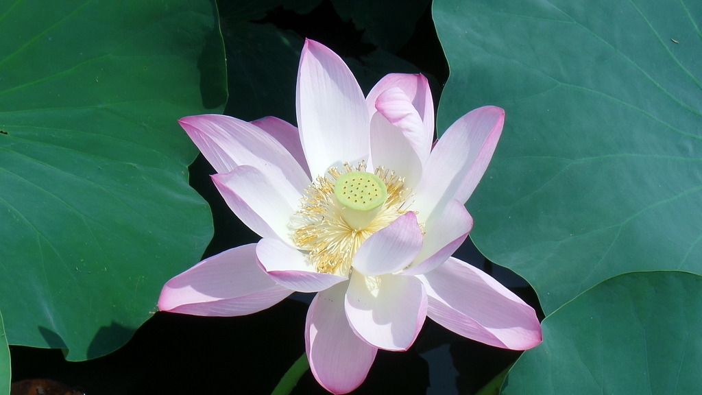 데이트 코스로 유명한 전주 덕진공원 예쁜 연꽃 풍경 | 인스티즈