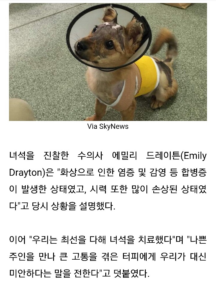 스마트폰 씹었다고 반려견에 끓는 물 부은 주인 | 인스티즈