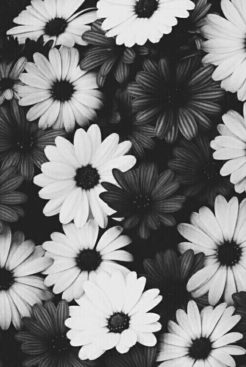 비오고 우울한 날 프사, 인스타용 꽃 모음 | 인스티즈