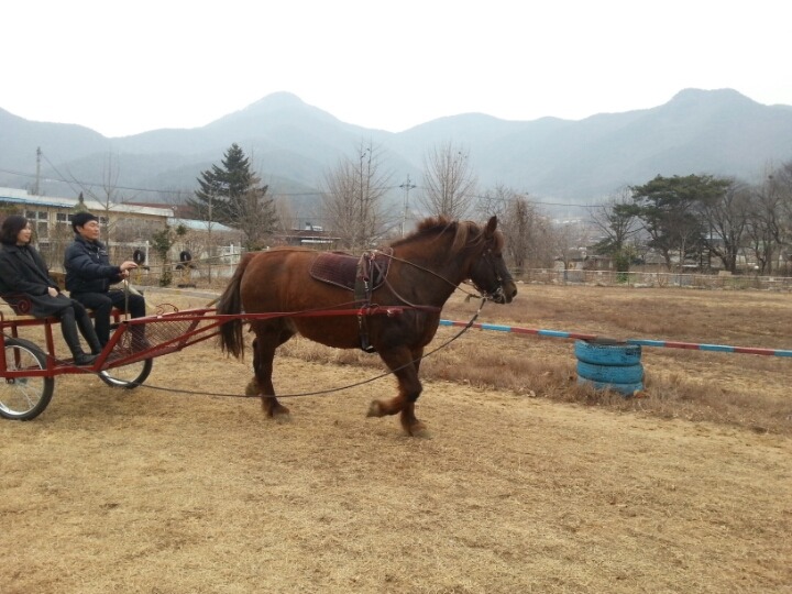 마차 이미지