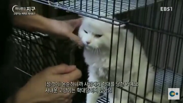 고양이는 버려도 되나요? | 인스티즈