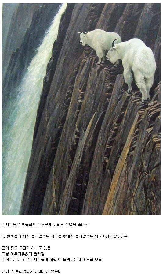 바보같은 동물.jpg | 인스티즈