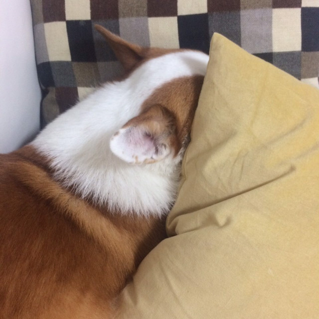 [데이터주의] 우리집 코시엘니 | 인스티즈