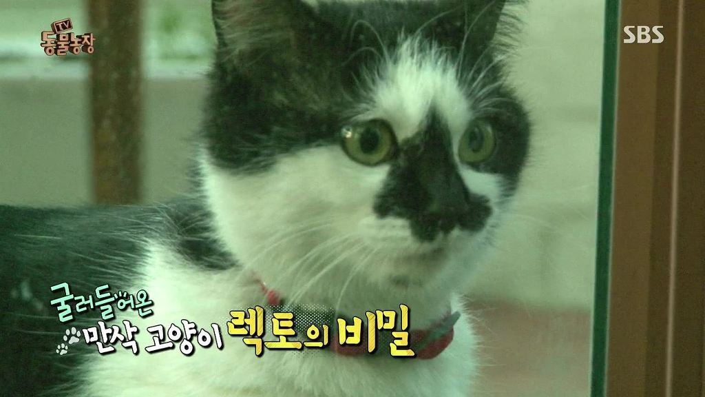 동물농장 [카페에굴러들어온고양이렉토] | 인스티즈
