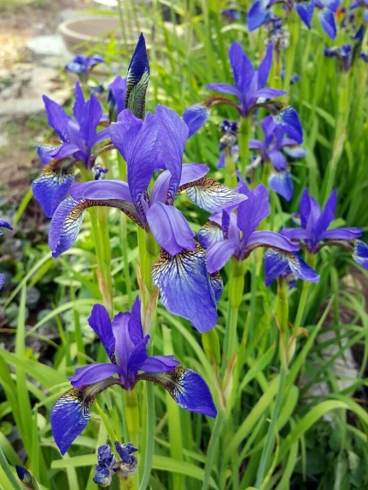청보라정원 이미지