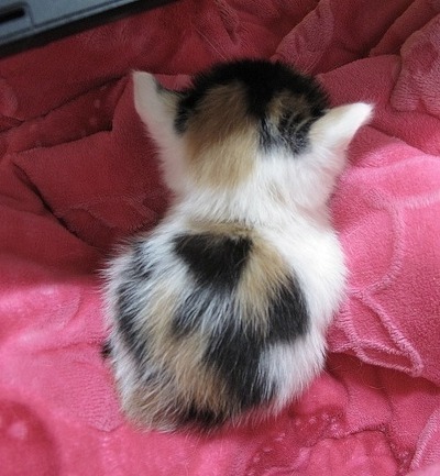 고냥이.gif | 인스티즈