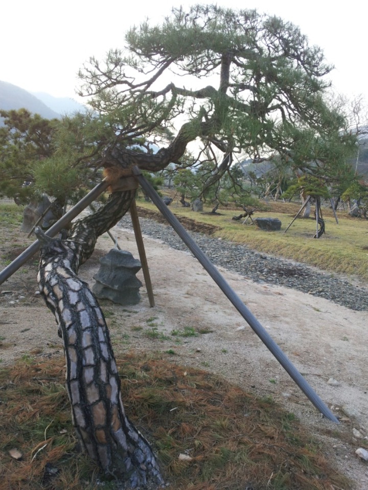 소나무주 이미지