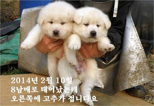 복실이 이미지