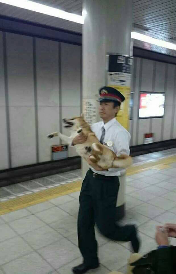 동물 차별하는 일본 지하철 | 인스티즈
