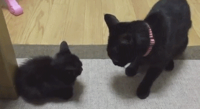 용서해라 사스케.gif | 인스티즈
