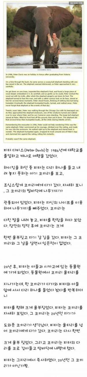 코끼리를 미워하면 안돼는 이유 | 인스티즈