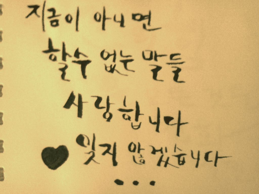 소렐 이미지