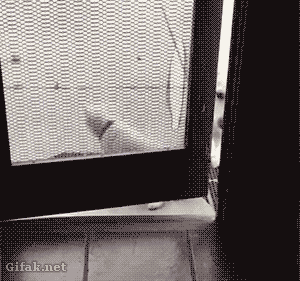 강아지의 매너손.gif | 인스티즈