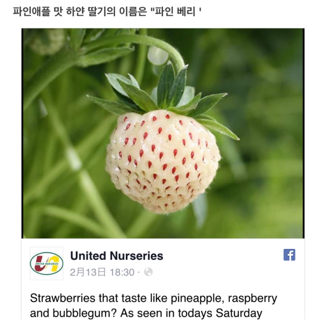 호주에서 파인애플맛 딸기가 화제 ㄷㄷ | 인스티즈