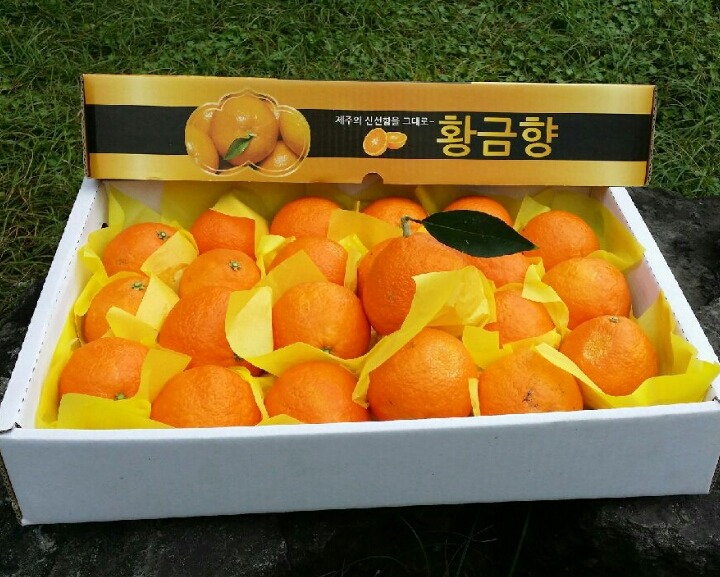 황금향 이미지
