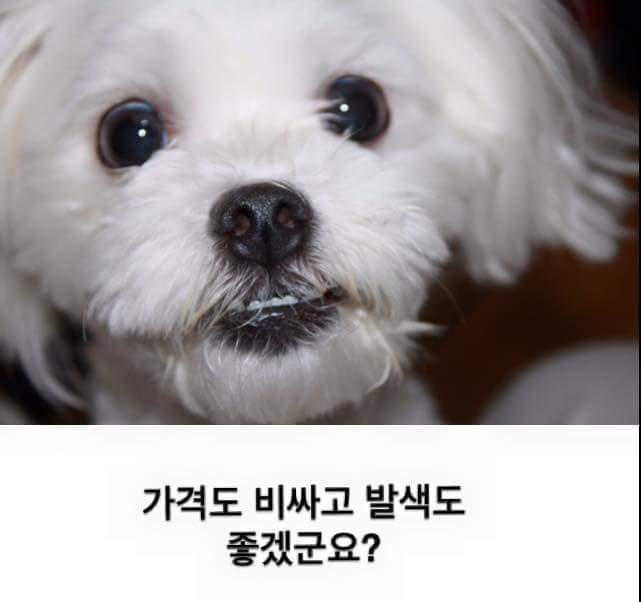 견주들의 깊은 빡침 | 인스티즈