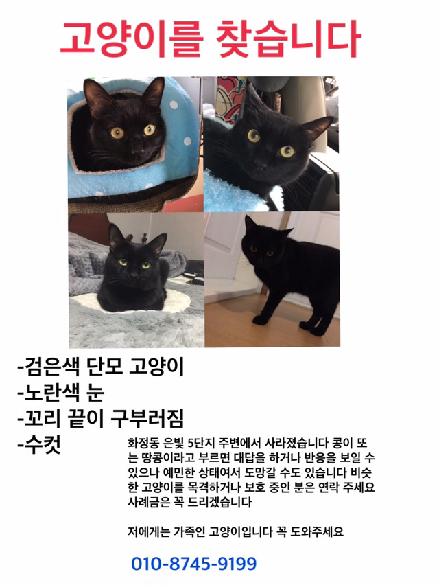 경기도 고양시 화정동 고양이를 찾습니다 | 인스티즈